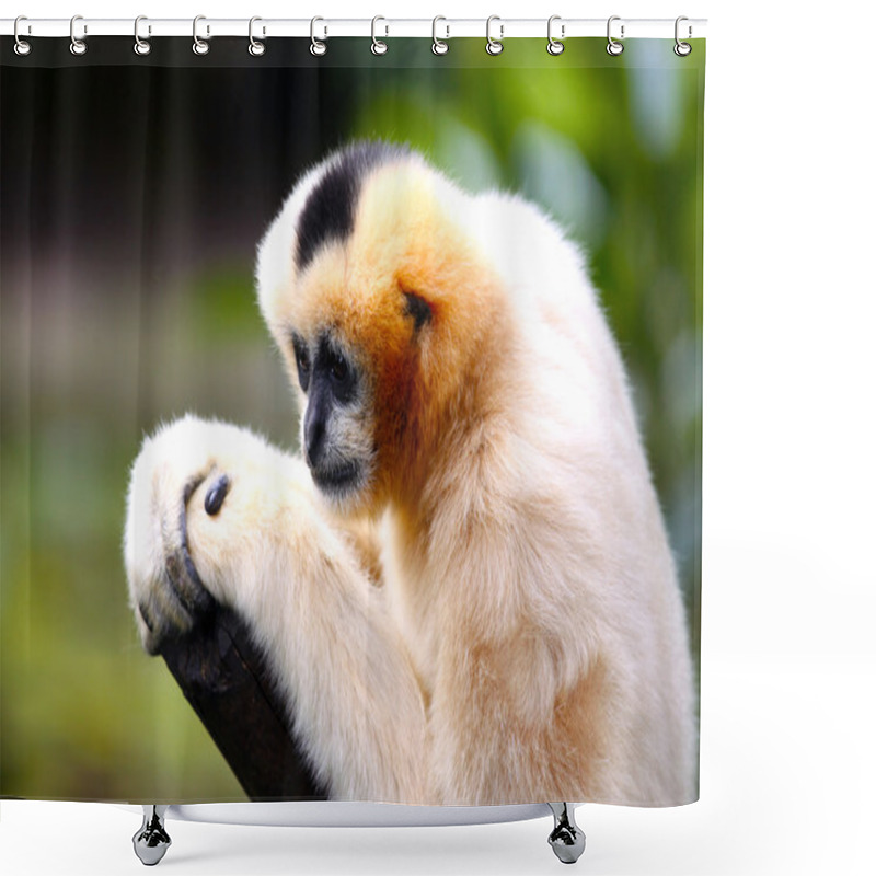 Personality  Female White-Cheeked Gibbon With Shallow Depth Of Field Shower Curtains