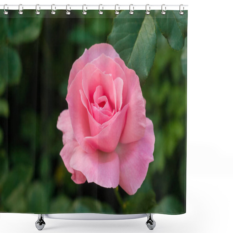 Personality  Pink Roses With Buds On A Background Of A Green Bush In The Garden. Shower Curtains