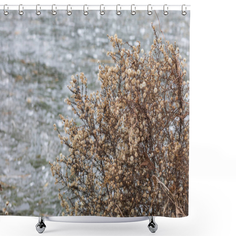 Personality  Reeds Growing Out Of The Water On A Frozen Lake Shower Curtains