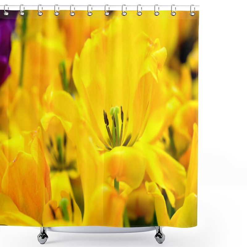 Personality  Blossoming Tulips Close Up Background Shower Curtains