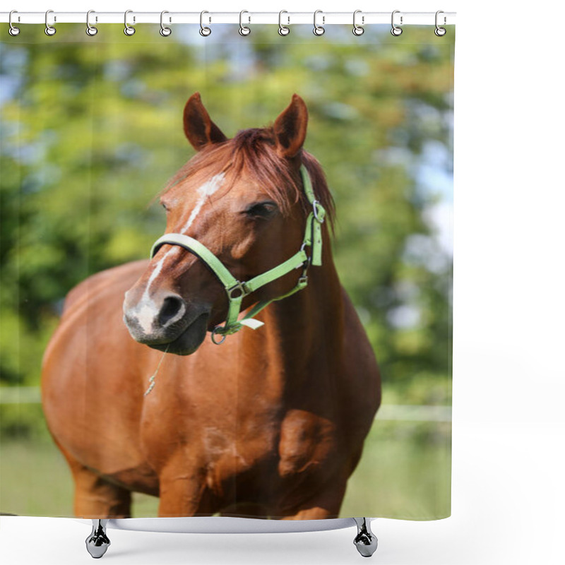 Personality  Young Thoroughbred Mary Graze On Summer Corral Rural Scenic Shower Curtains