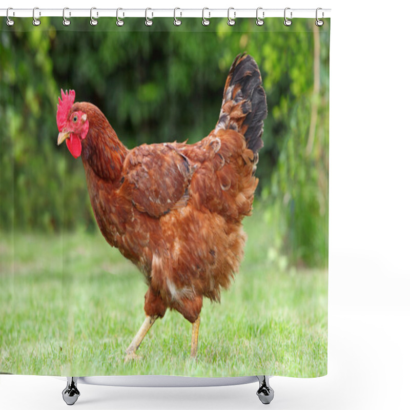 Personality  Hen In Biofarm Shower Curtains