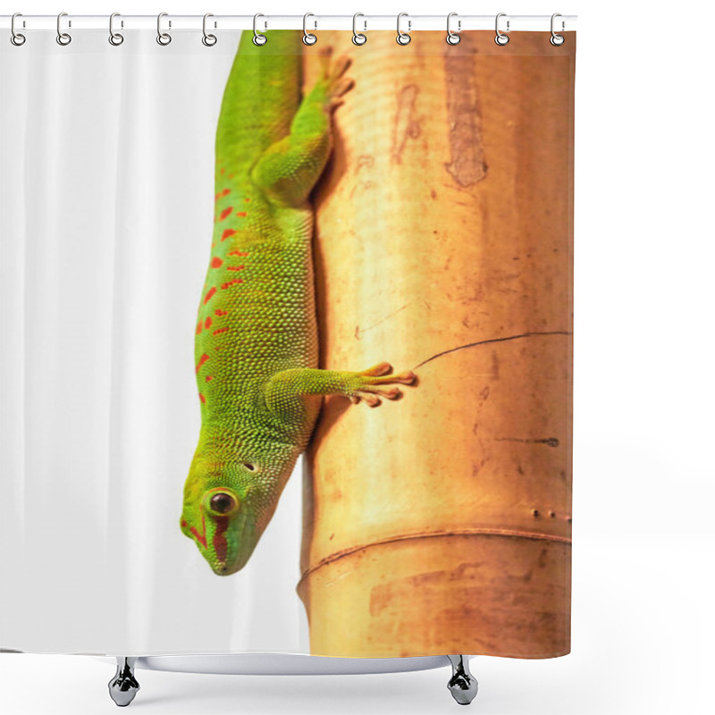 Personality  Madagascar Giant Day Gecko (Phelsuma Grandis) Shower Curtains