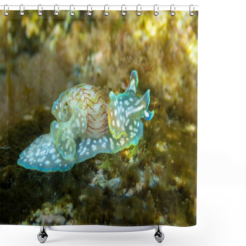 Personality  Close-up View Of The Sea Snail Miniature Melo (Micromelo Undatus) In Shallow Waters Near La Maceta (El Hierro, Canary Islands)  Shower Curtains