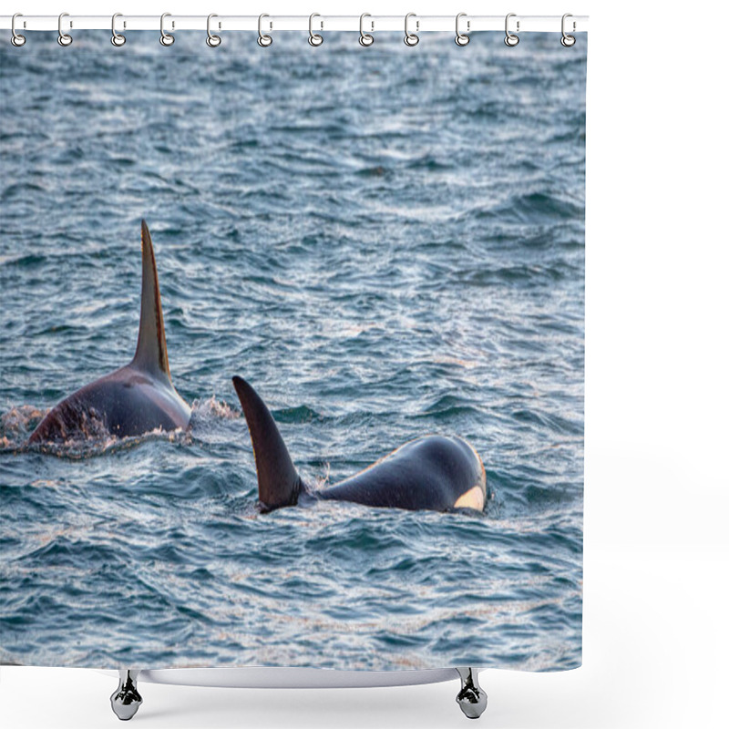 Personality  Orca Killer Whale In Mediterranean Sea Genoa, Italy Coming From Iceland Shower Curtains