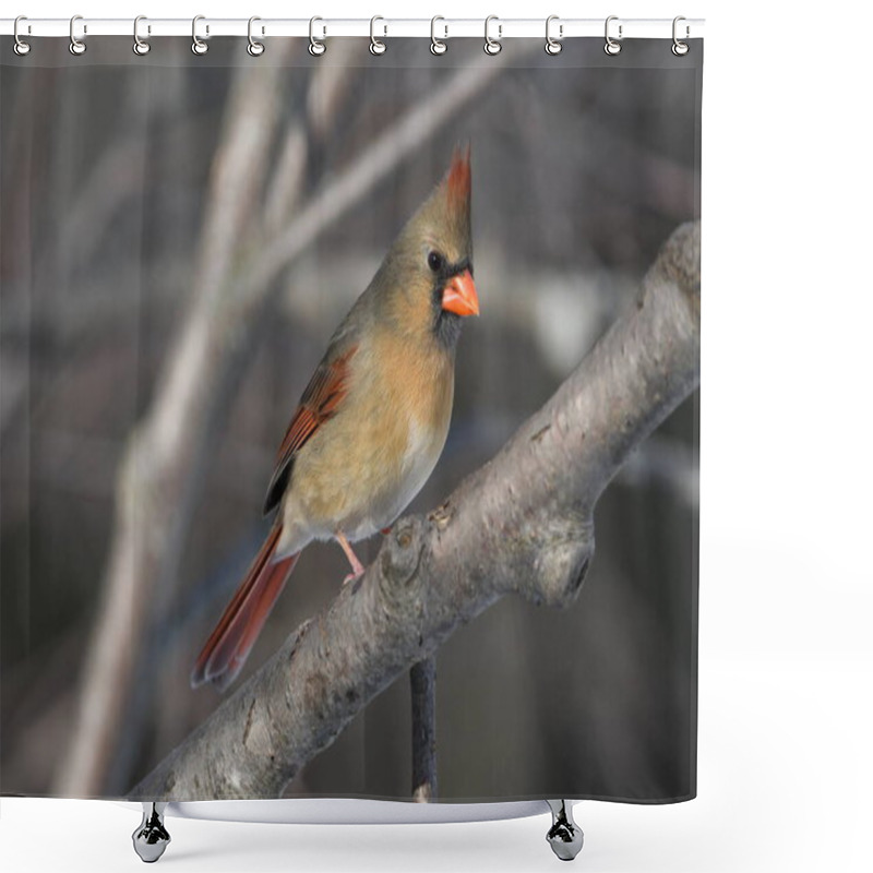 Personality  Close Up Of A Female Northern Cardinal Bird  Shower Curtains