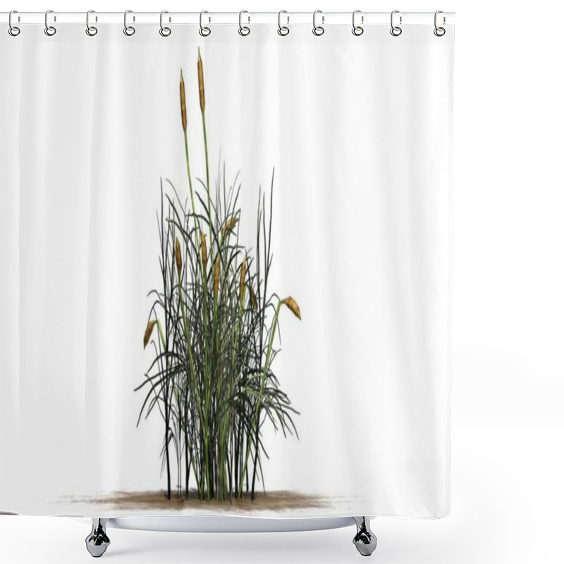 Personality  Cattail Plant - Isolated On White Background Shower Curtains