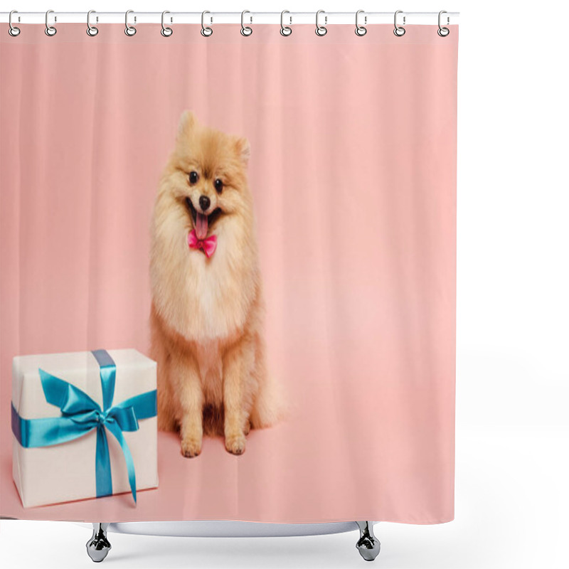 Personality  Fluffy Pomeranian Spitz Dog In Bow Tie With Birthday Present On Pink Shower Curtains