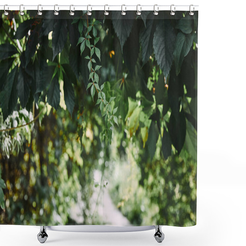 Personality  Wild Vine Leaves In Garden With Blurred Pathway Shower Curtains