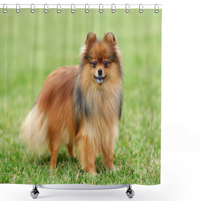 Personality  Brown Pomeranian Dog Shower Curtains