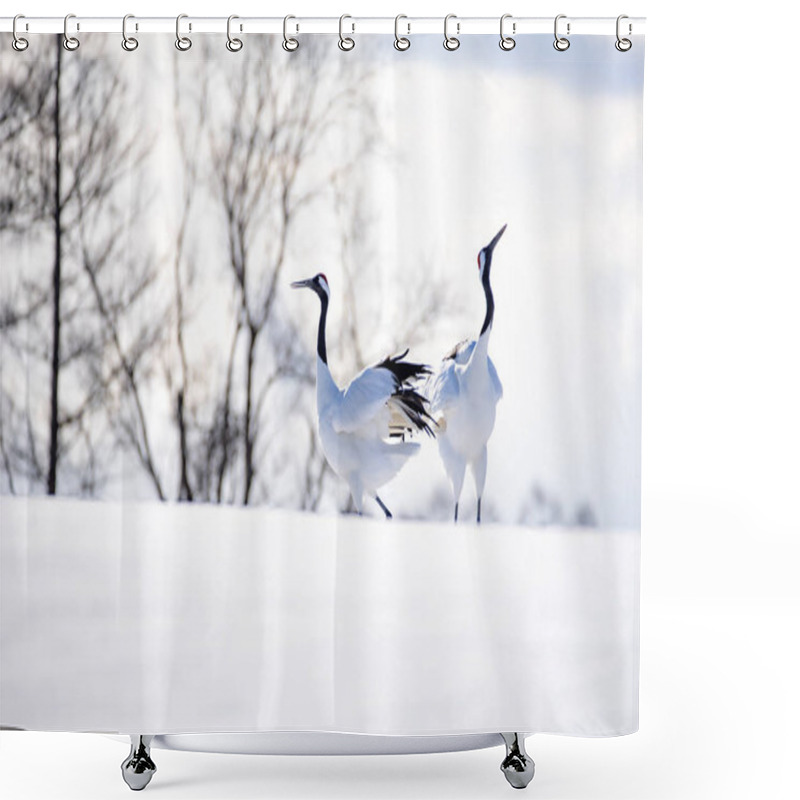 Personality  Japanese Red Crowned Crane On Snow Hill In Winter, Kushiro, Hokk Shower Curtains