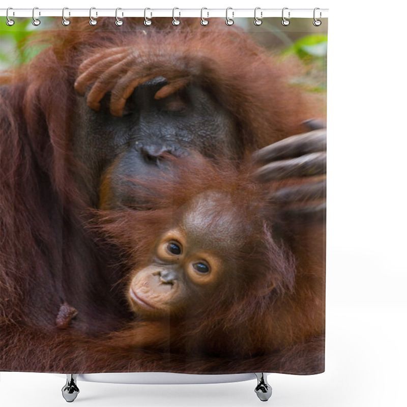 Personality  Orangutan Mother And Baby Shower Curtains