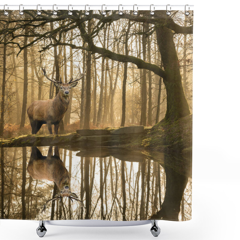 Personality  Stunning Landscape Image Of Still Stream In Lake District Forest With Beautiful Mature Red Deer Stag Cervus Elaphus Among Trees Shower Curtains