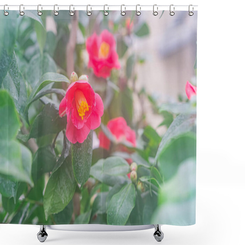 Personality  Close-up View Of A Vivid Red And Yellow Flower In Full Bloom With Glossy Appearance, Surrounded By Dark Green Leaves In An Outdoor Setting With Natural Light Shallow Depth Of Field Used For Emphasis Shower Curtains