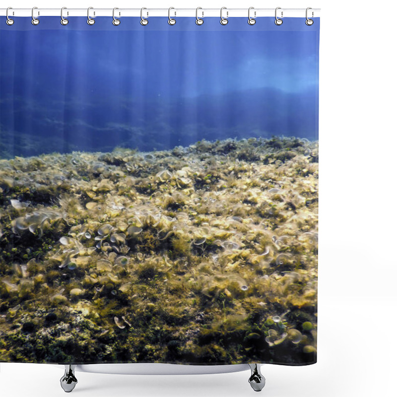 Personality  Brown Algae (Padina Pavonica) Underwater Peacocks Tail  Shower Curtains