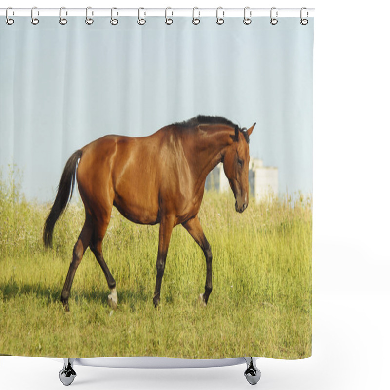 Personality  Red Horse With A Black Mane And Tail Running In A Field On The Green Grass Shower Curtains