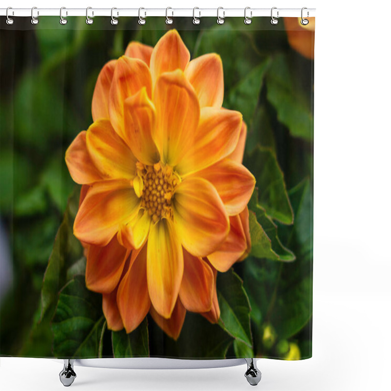 Personality  Close-Up Of Vibrant Orange Dahlia Flower Blooming Amidst Lush Green Foliage In Natural Outdoor Setting Shower Curtains