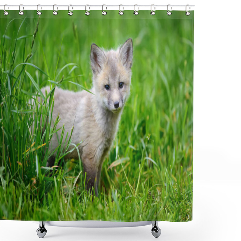 Personality  Fox Cub In Grass Shower Curtains