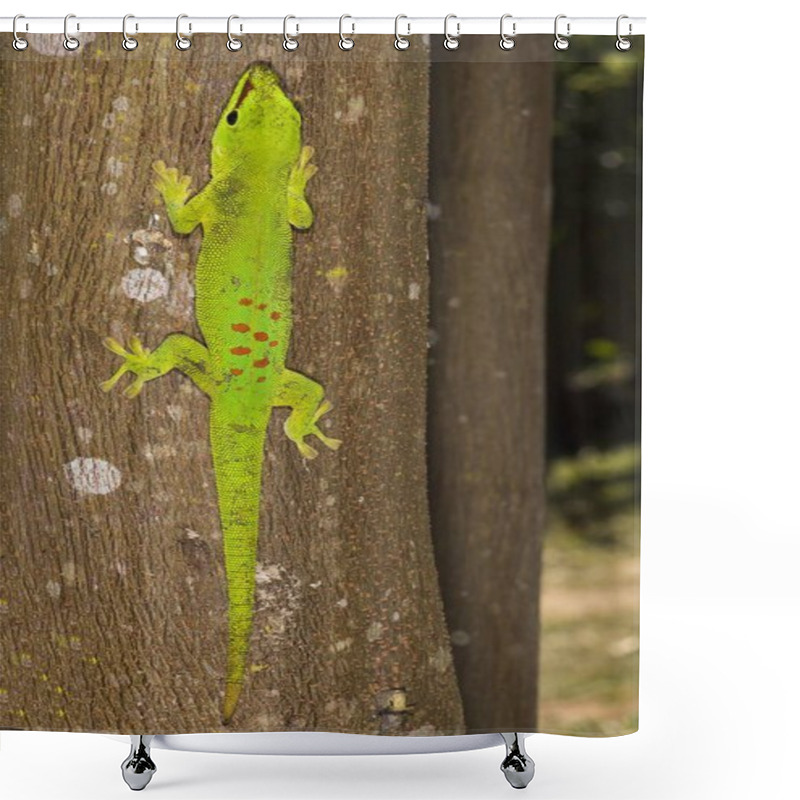 Personality  Madagascar Giant Day Gecko (Phelsuma Madagascariensis Grandis), Madagascar, Africa Shower Curtains