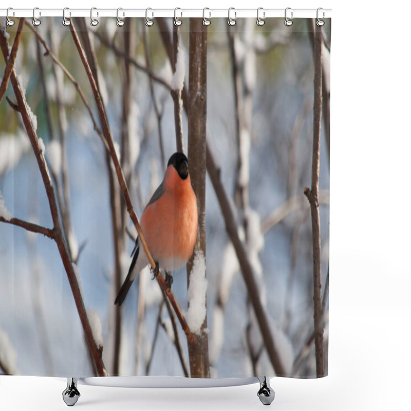 Personality  Bullfinch Sitting On A Tree Branch. Shower Curtains