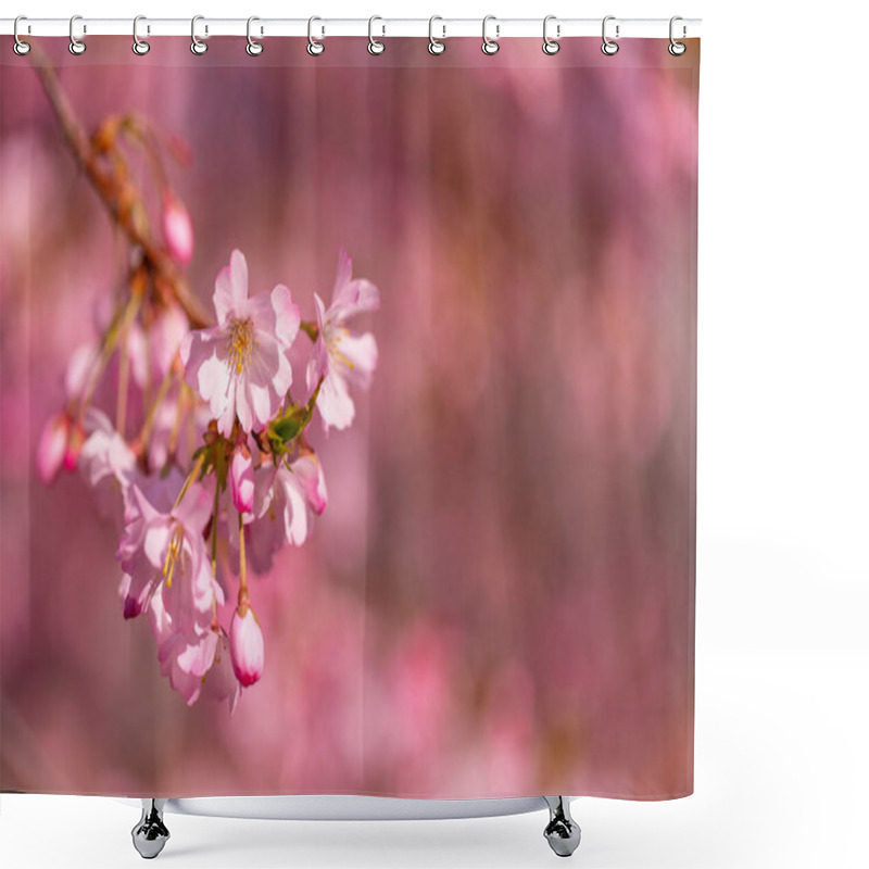 Personality  Spring Cherry Blossoms, Pink Flowers. Beautiful Cherry Blossom Sakura In Spring Time Over Blue Sky. Dream Nature Closeup, Pink Purple Blurred Spring Flowers, Sunny Sunset Scene. Beauty In Nature, Seasonal Springtime Floral Backdrop. Shower Curtains