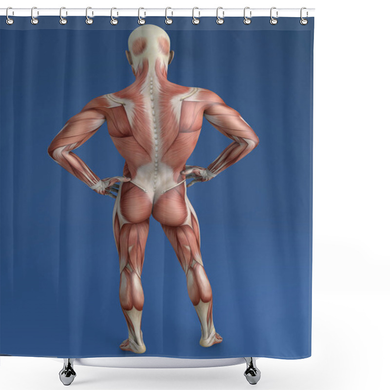 Personality  Human Body, Muscular System Shower Curtains