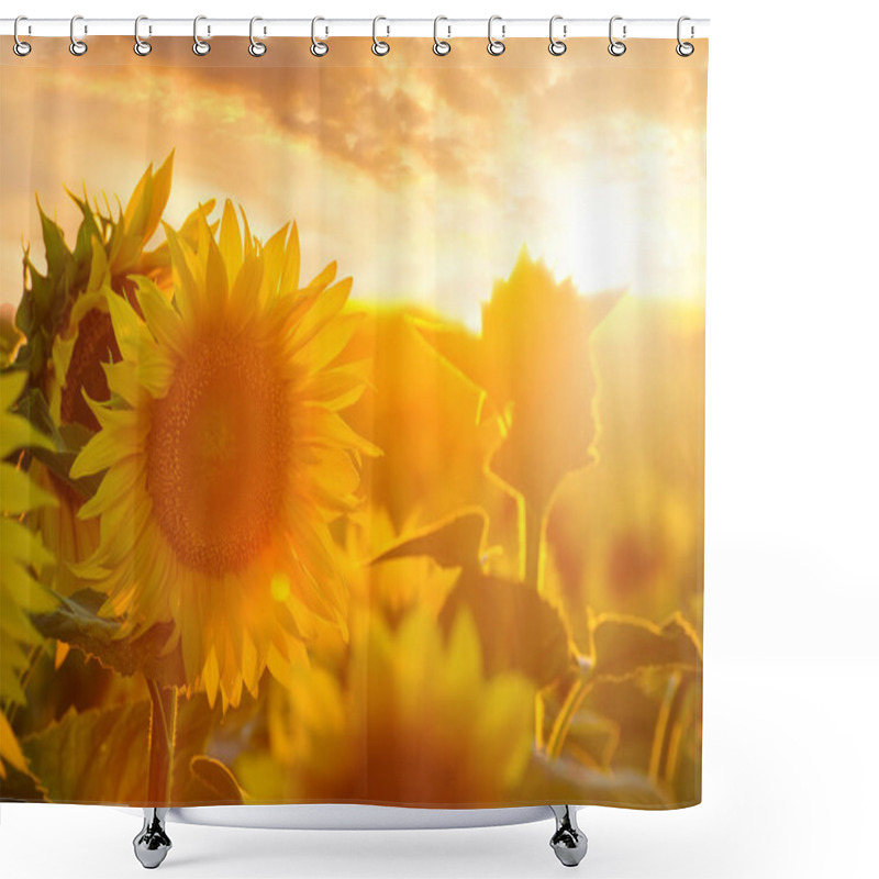 Personality  Summer Landscape: Beauty Sunset Over Sunflowers Field Shower Curtains