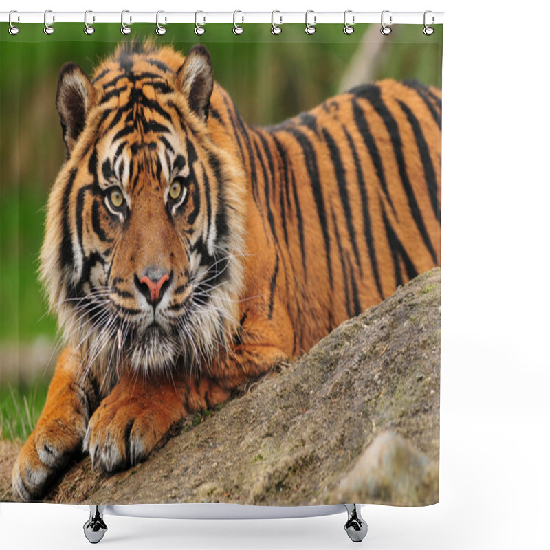 Personality  Sumatran Tiger Shower Curtains