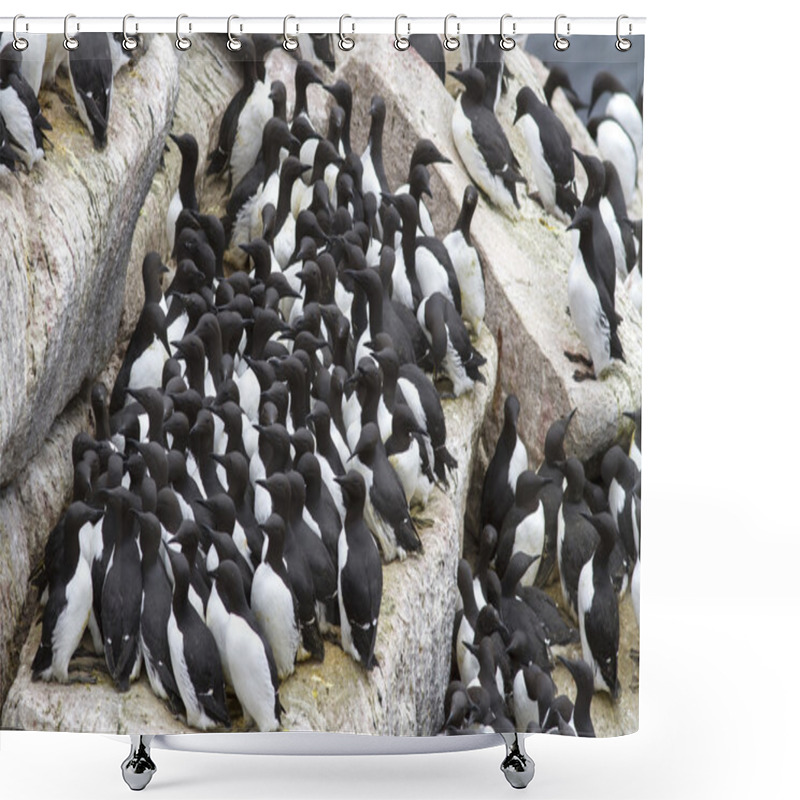 Personality  Group Common Murre In A Colony Of Sea Birds On The Pacific Ostrv Shower Curtains