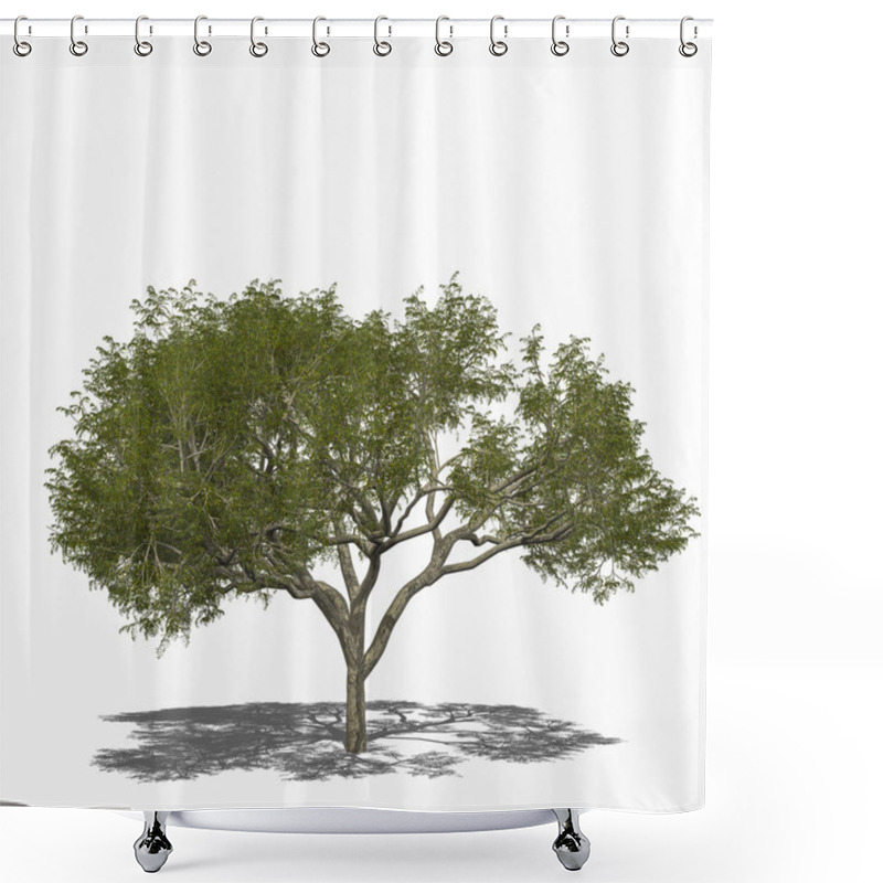 Personality  Rain Tree, Samanea Saman (summer) Shower Curtains