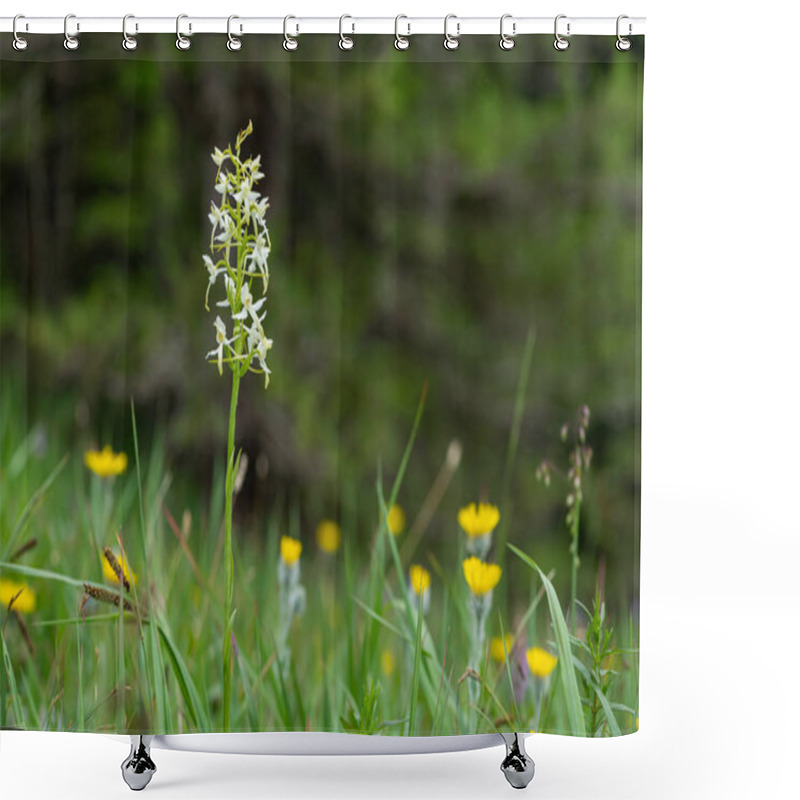 Personality  Closeup Of A Lesser Butterfly-orchid In The Austrian Alps Shower Curtains