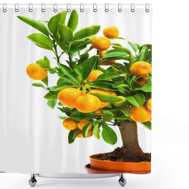 Personality  Tangerine Tree In Pot Shower Curtains