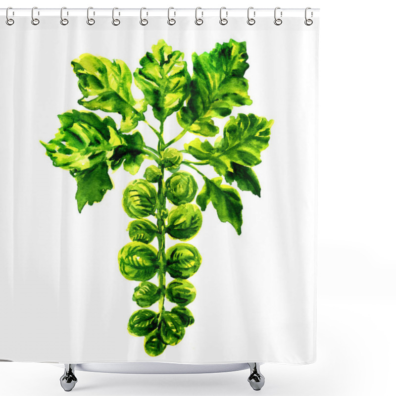 Personality  Brussel Sprouts On The Stalk Isolated Shower Curtains