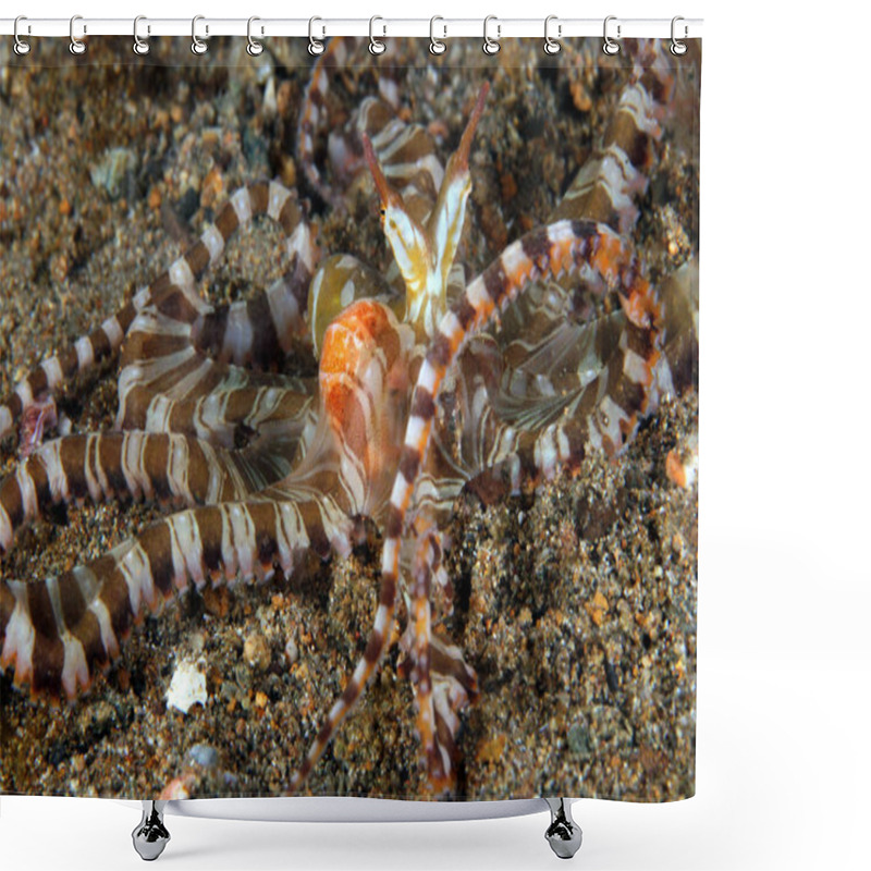 Personality  Wonderpus (Wunderpus Photogenicus) On Sandy Bottom. Anilao, Philippines Shower Curtains