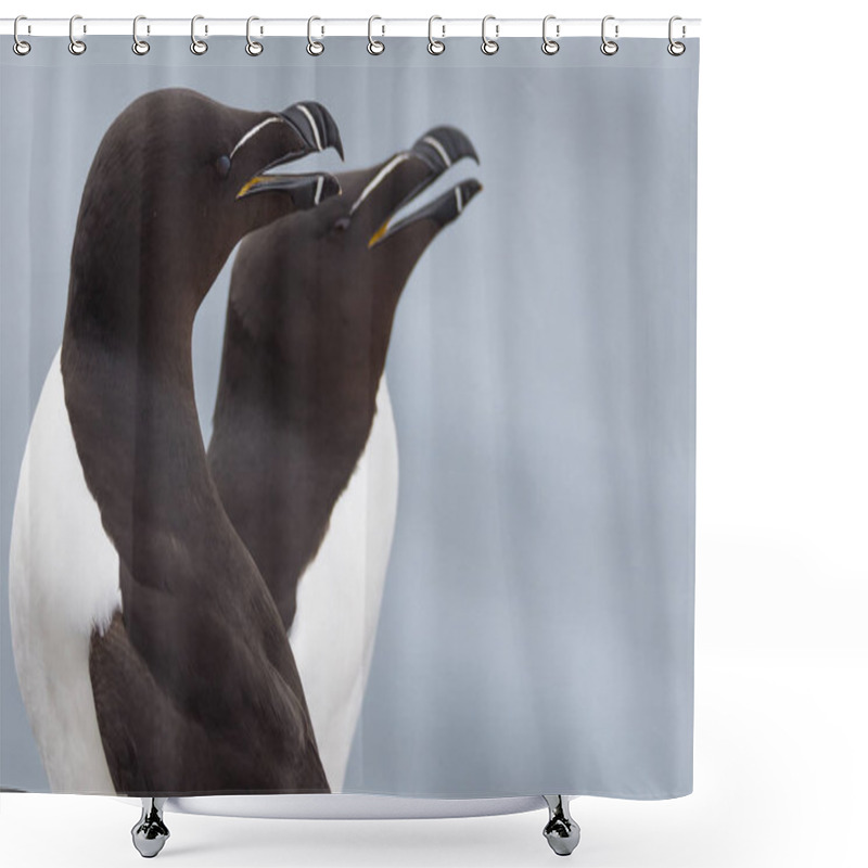 Personality  Beautiful Razorbill Birds Shower Curtains