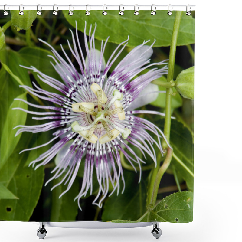 Personality  Passion Flower Shower Curtains