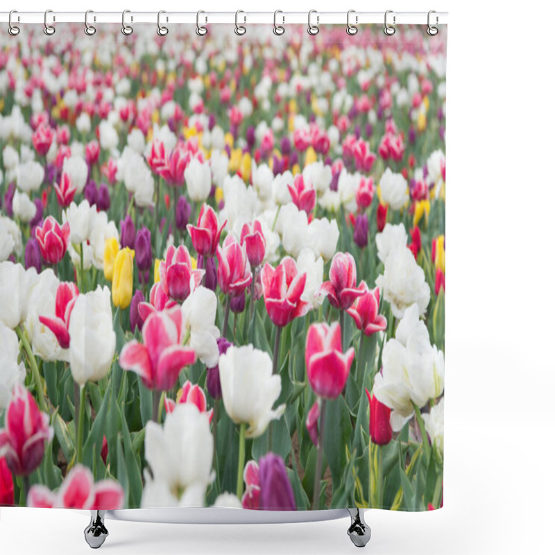 Personality  Happy Womens Day. Spring Floral Background. Perfume Fragrance And Aroma. Flowers Shop. Growing Flowers. Netherlands Countryside. Multicolored Flowers. Tulip Fields Colourfully Burst Into Full Bloom Shower Curtains