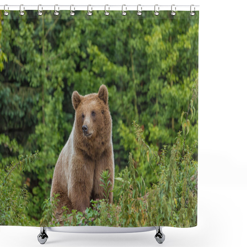 Personality  Wild Adult Brown Bear ( Ursus Arctos ) In The Summer Forest. Green Natural Background Shower Curtains