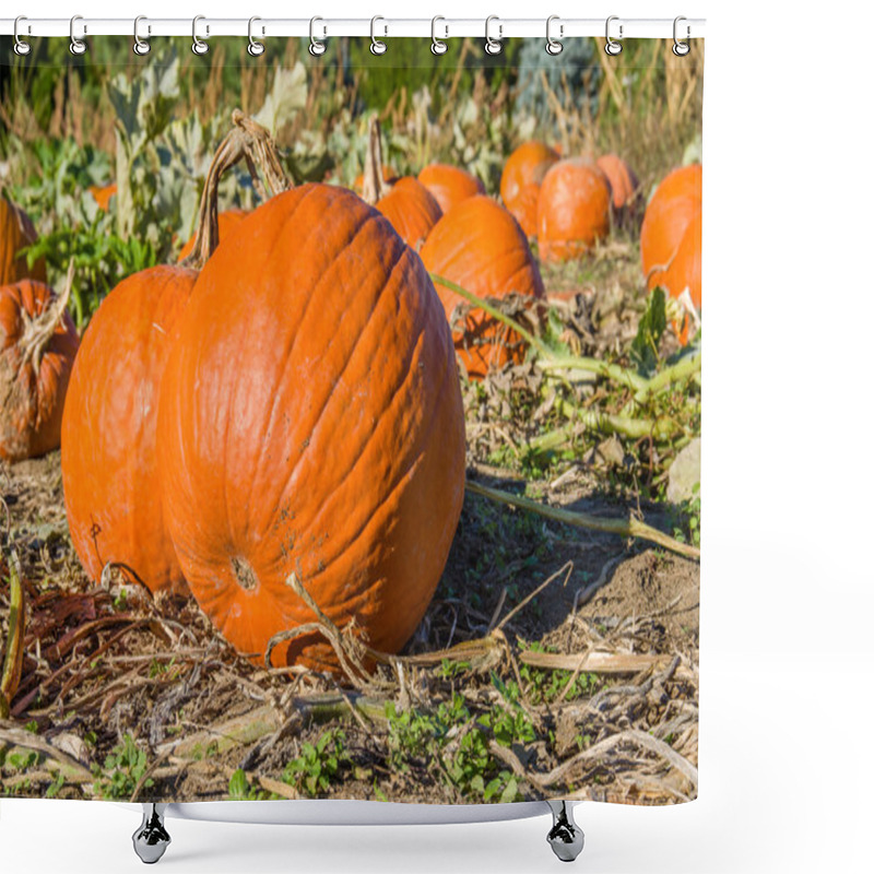 Personality  Halloween Pumpkins In The Field To Pick Shower Curtains