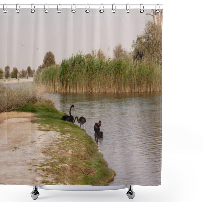 Personality  Dubai, UAE, April 2019. Black Swans Near The Love Lake In Dubai. Shower Curtains