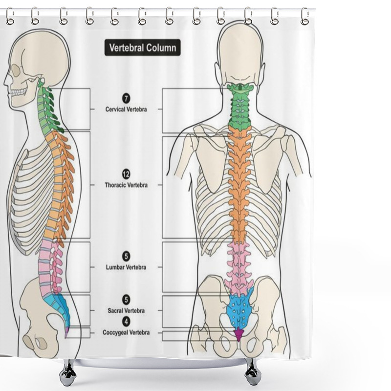 Personality  Vertebral Column Of Human Body Anatomy Infograpic Diagram Including All Vertebra Cervical Thoracic Lumbar Sacral And Coccygeal For Medical Science Education And Healthcare Shower Curtains