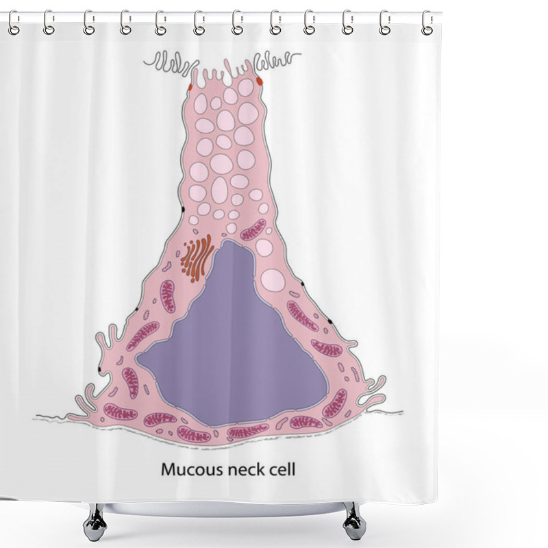 Personality  Diagram Of Gastric Mucous Neck Cell Shower Curtains