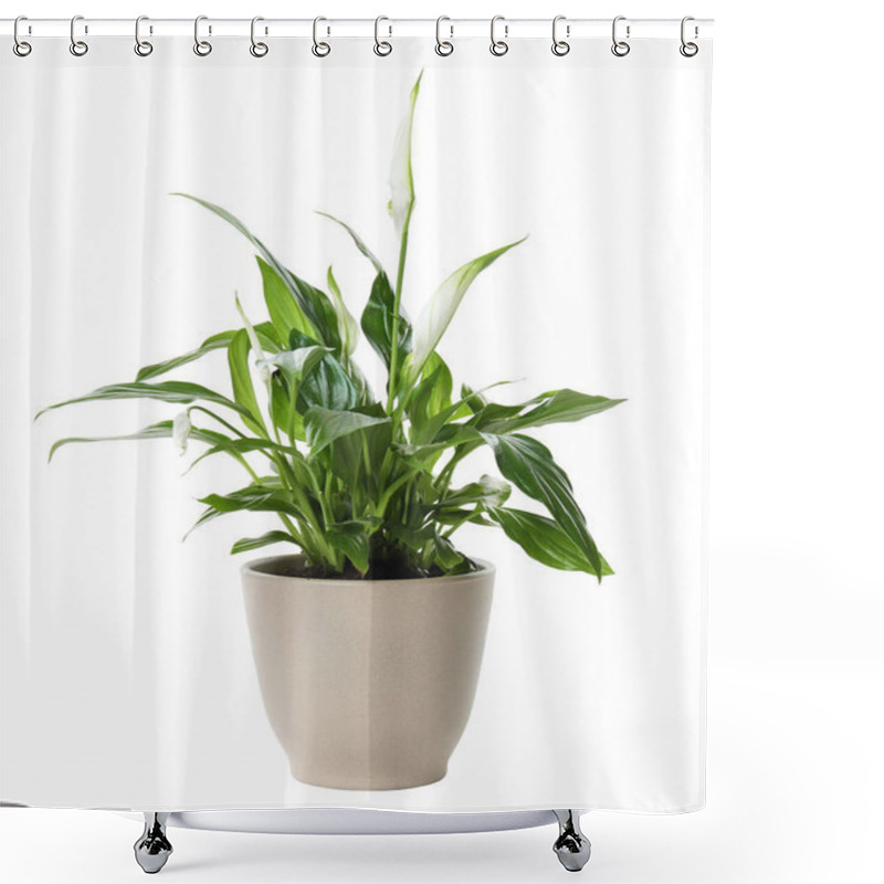 Personality  Pot With Spathiphyllum Home Plant On White Background Shower Curtains