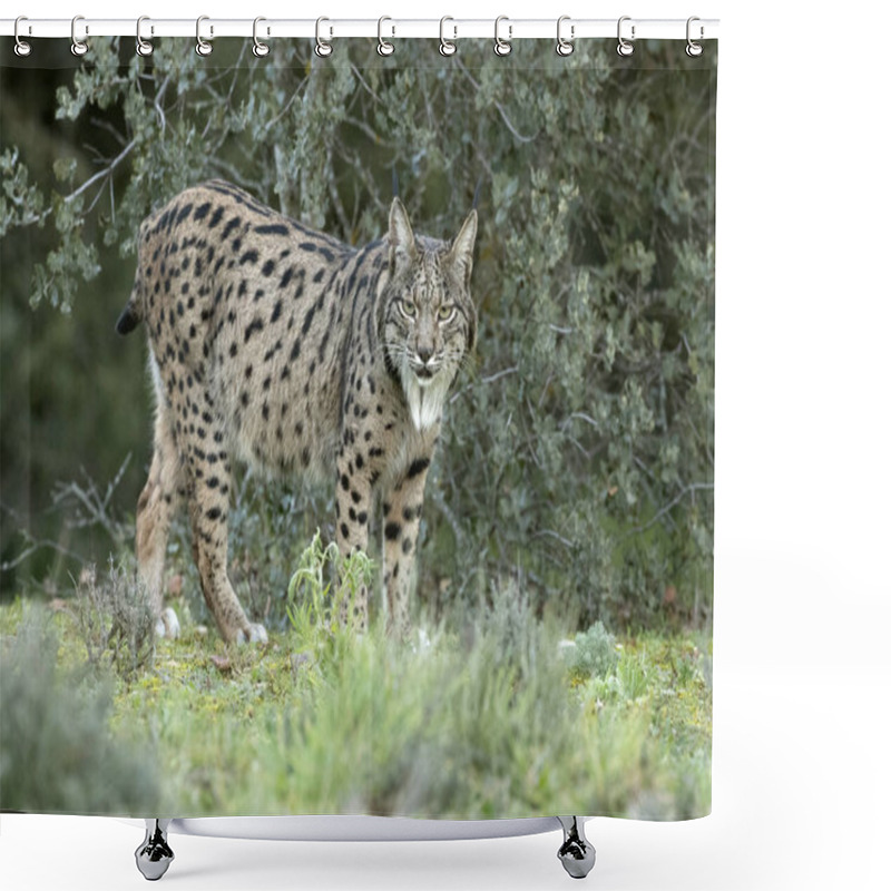 Personality  Iberian Lynx In A Mediterranean Forest With The First Lights Of A Cold Winter Day Shower Curtains