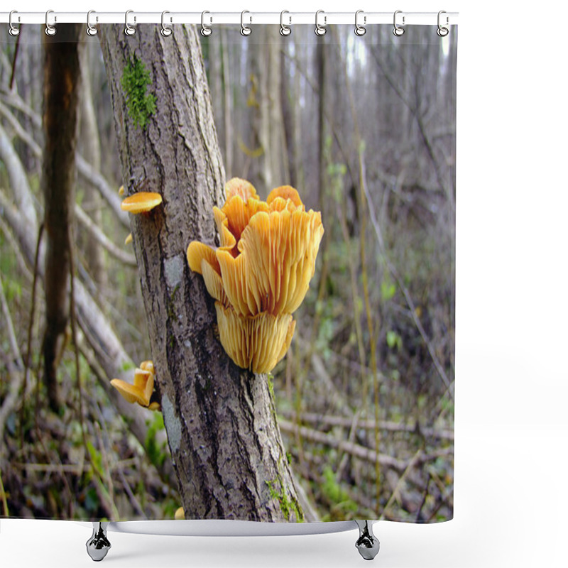 Personality  Mushrooms On A Tree, Autumn Forest Shower Curtains