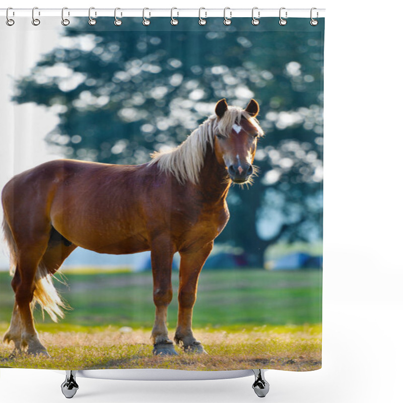 Personality  A Wild Horse Head Profile Portrait Shower Curtains