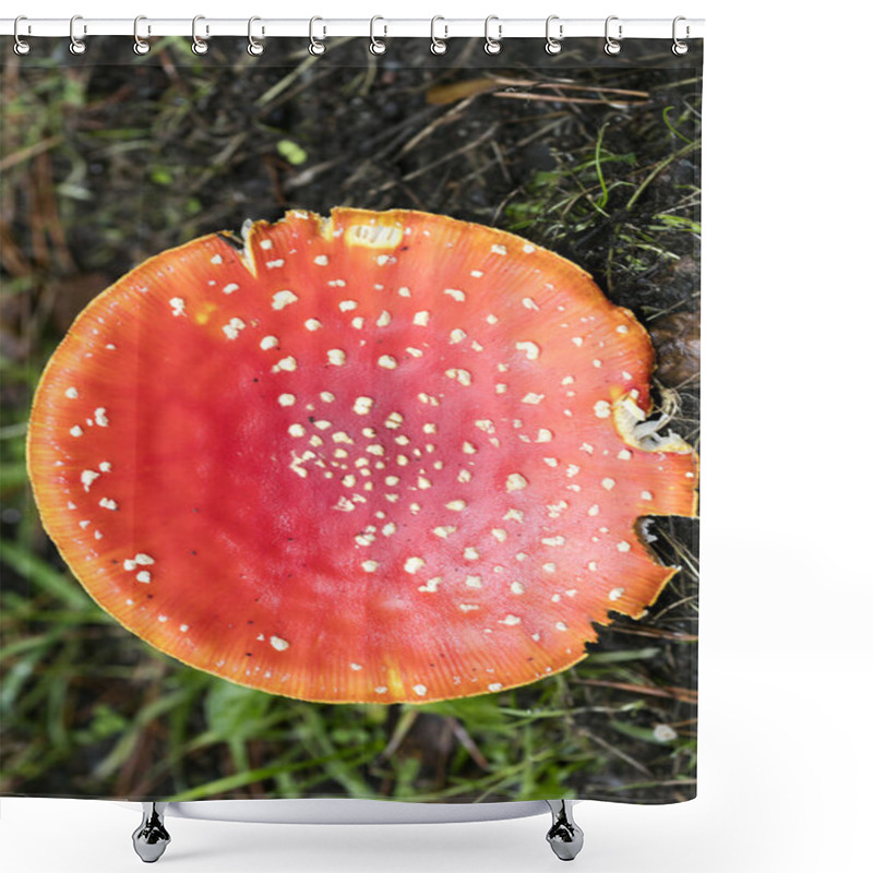 Personality  Magic Mushroom Amanita Muscaria Fly Agaric Super Quality Fifty M Shower Curtains