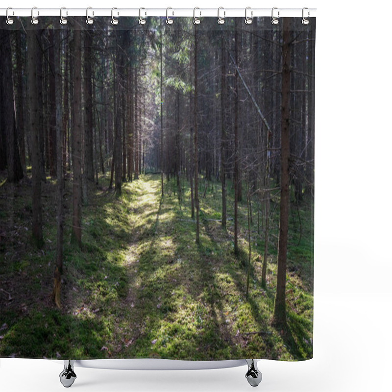 Personality  Old Road In Forest With First Foliage Growing At Spring Sunny Day  Shower Curtains