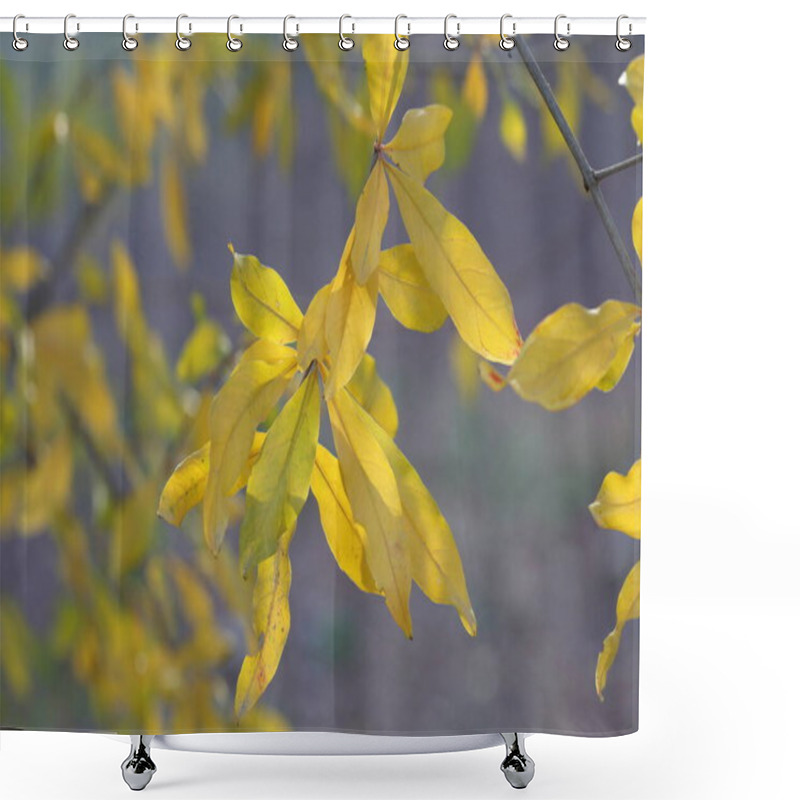 Personality  Yellow Pomegranate Leaves On The Tree In Autumn Shower Curtains