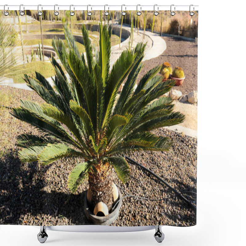 Personality  Cycas Revoluta Plant Under The Sun In The Garden In Spring Shower Curtains